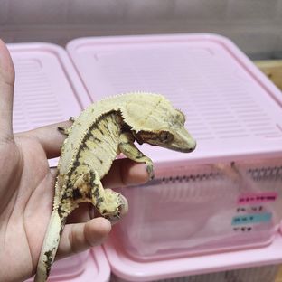 노멀 트라이 드리피 익스트림할리퀸 화이트포트홀 레이지