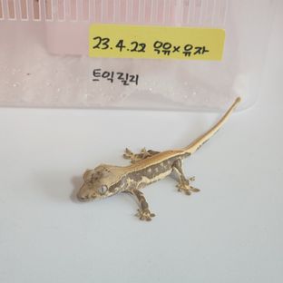 릴리화이트 트라이 솔리드백 화이트포트홀 화이트