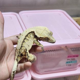 은하