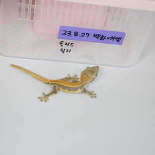 릴리화이트 솔리드백 풀핀 화이트포트홀 레이지 엑조틱