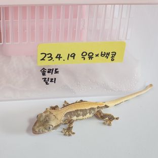 릴리화이트 트라이 솔리드백 화이트포트홀 화이트