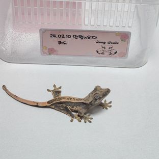 노멀 쿼드 레이지