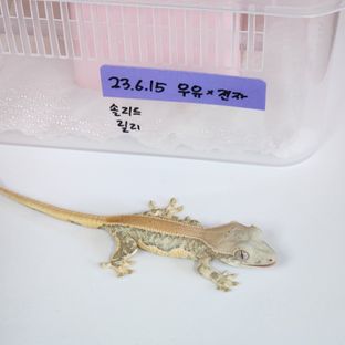 릴리화이트 트라이 드리피 솔리드백 화이트 레이지