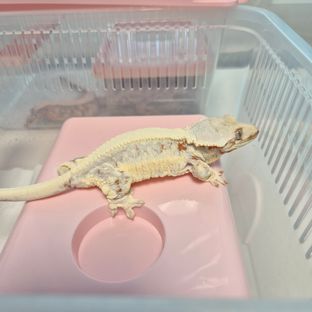 릴리화이트 트라이 드리피 화이트포트홀 레드 레이지