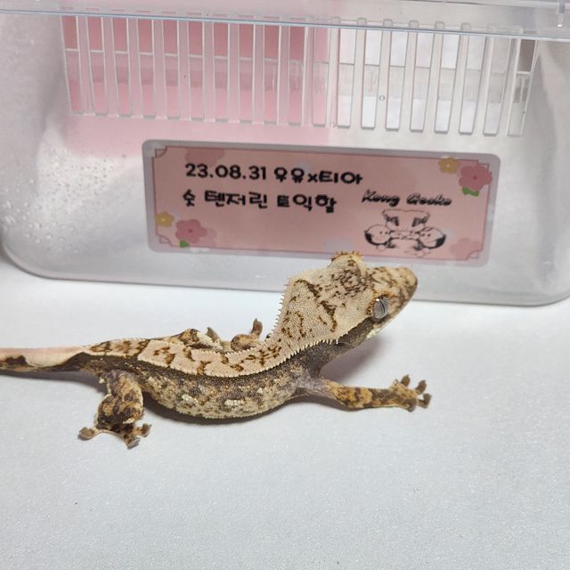 노멀 텐저린 트라이 화이트포트홀 엑조틱