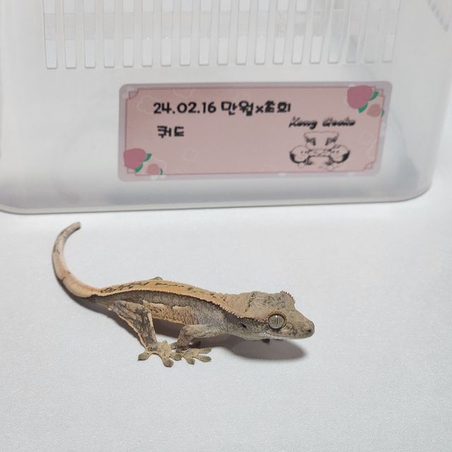 노멀 쿼드