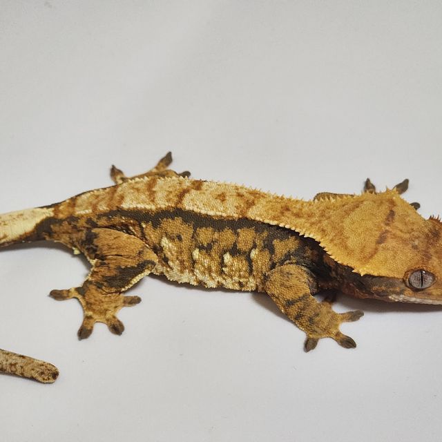 노멀 트라이 벅스킨 익스트림할리퀸 화이트스팟 텐저린