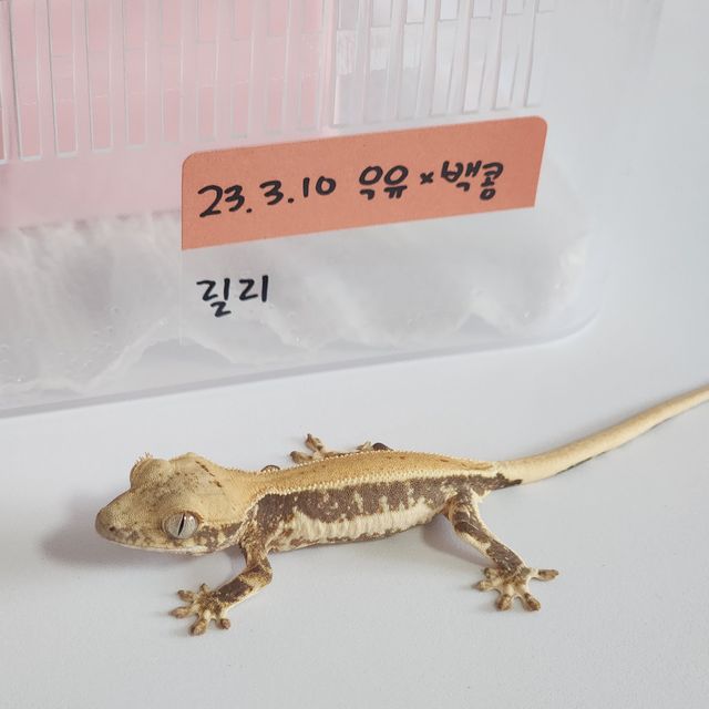 릴리화이트 트라이 드리피 화이트핀 화이트
