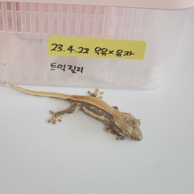 릴리화이트 트라이 솔리드백 화이트포트홀 화이트