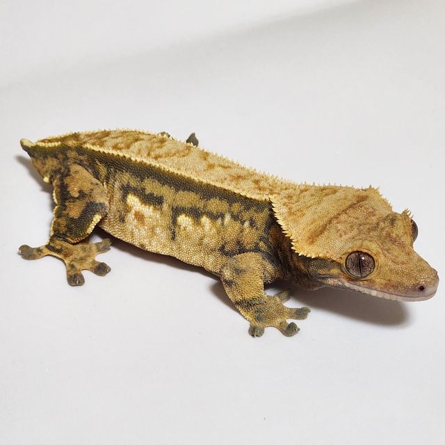 노멀 트라이 화이트스팟 쿼드 익스트림할리퀸