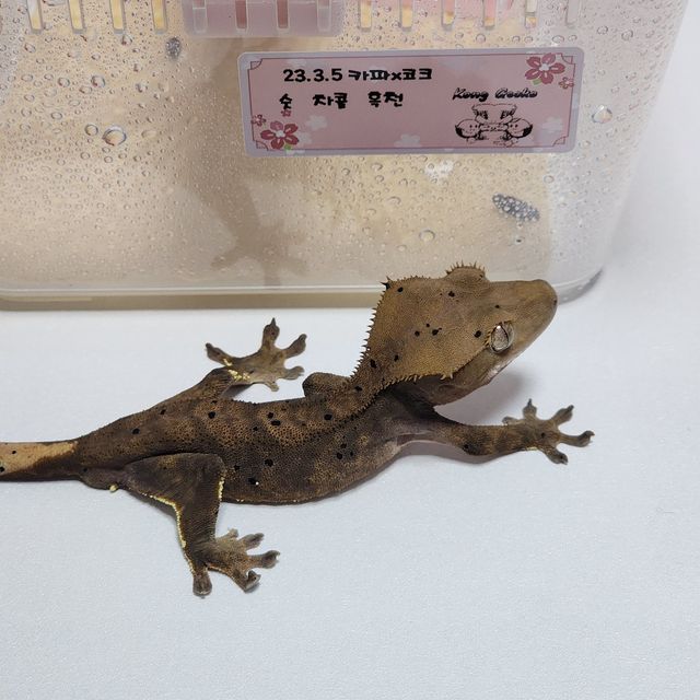챠콜 알티 다크