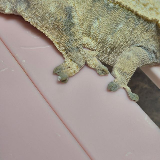 노멀 드리피 익스트림할리퀸 화이트포트홀 레이지