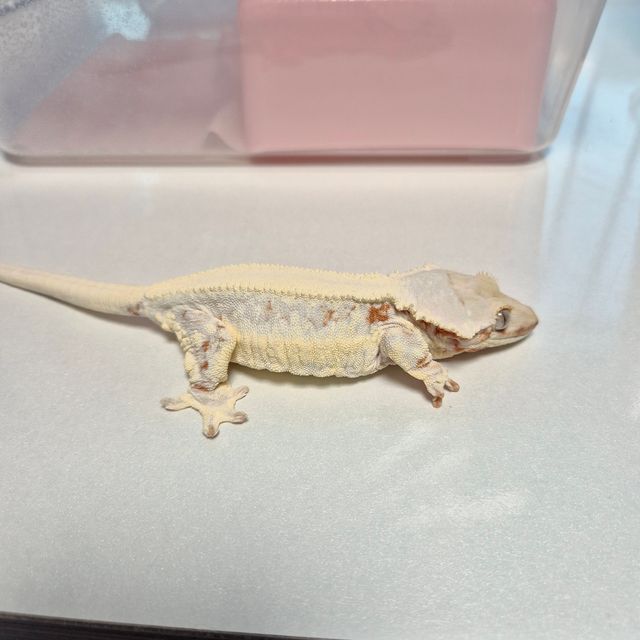 릴리화이트 트라이 드리피 화이트포트홀 레드 레이지