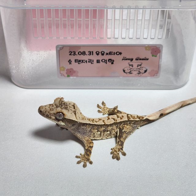 노멀 텐저린 트라이 화이트포트홀 엑조틱