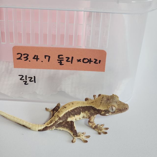 릴리화이트 트라이 화이트포트홀 화이트
