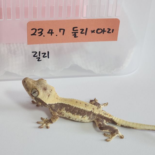 릴리화이트 트라이 화이트포트홀 화이트