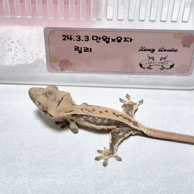 릴리화이트 엑조틱