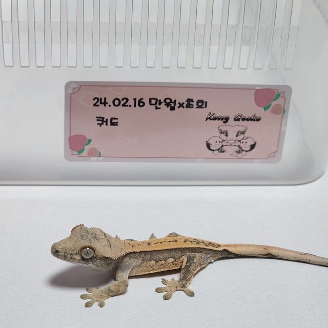 노멀 쿼드