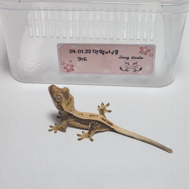 노멀 쿼드 엑조틱 핀스트라이프