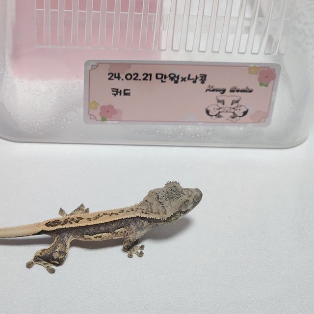 노멀 쿼드