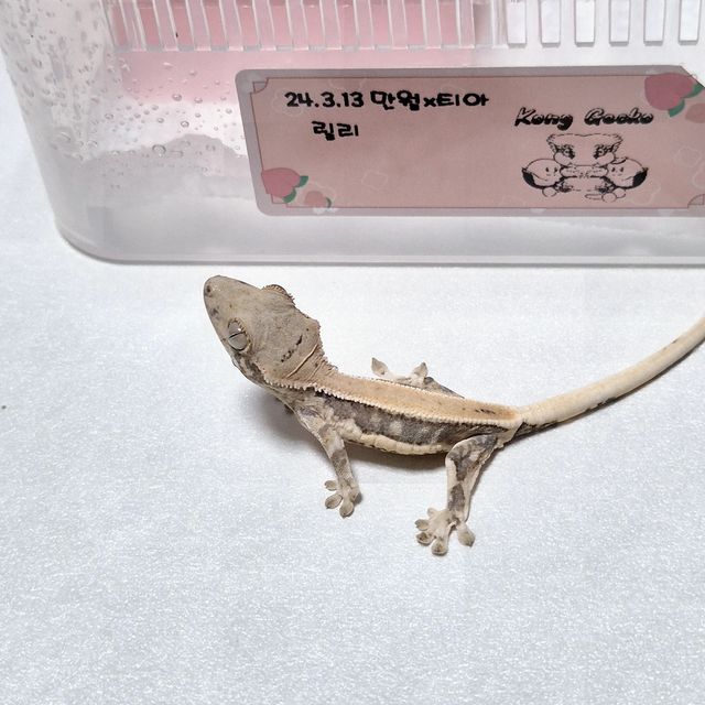 릴리화이트 트라이