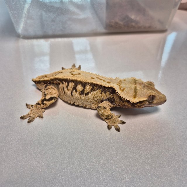 노멀 트라이 익스트림할리퀸 화이트포트홀 드리피 레이지