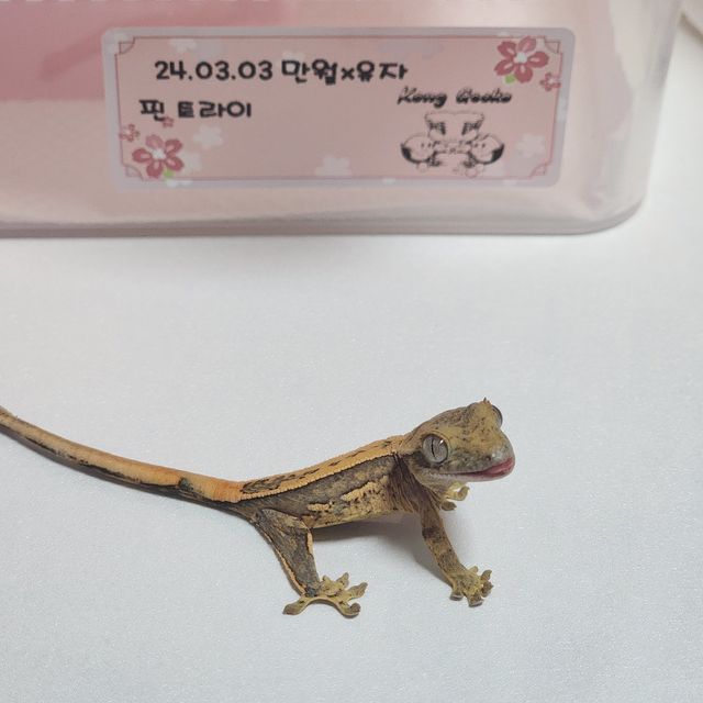 노멀 트라이 핀스트라이프 화이트포트홀