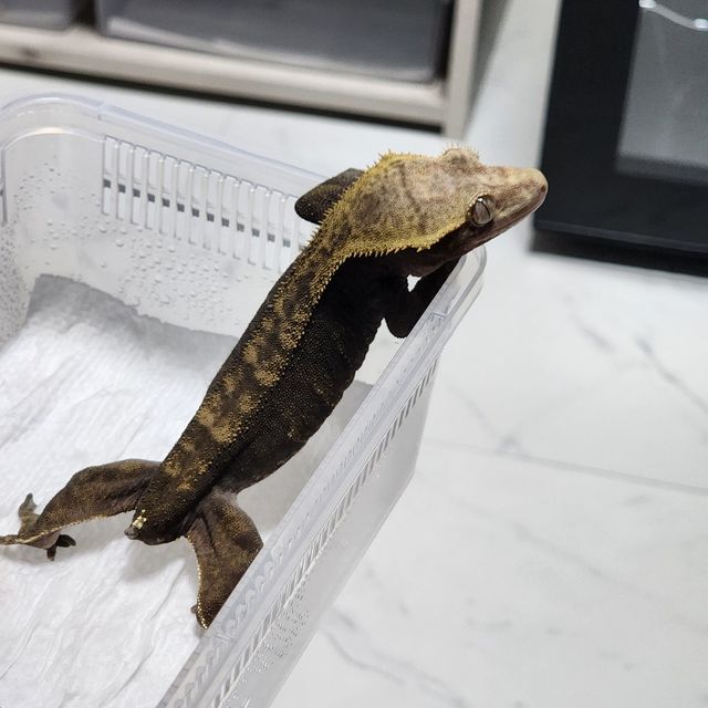 다크 챠콜 알티