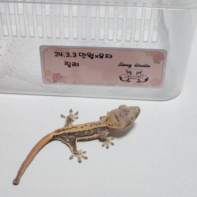 릴리화이트 트라이 엑조틱