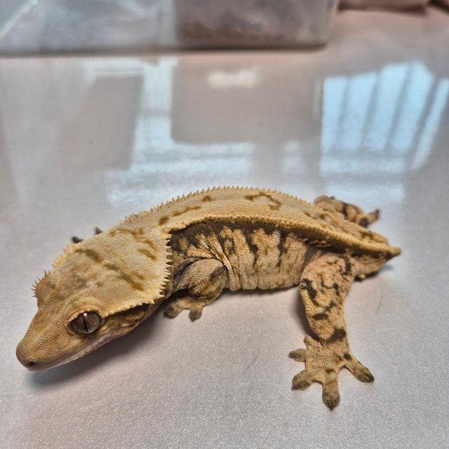 노멀 트라이 익스트림할리퀸 화이트포트홀 드리피 레이지