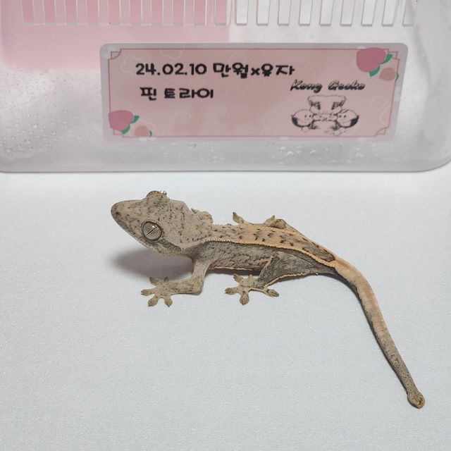 노멀 트라이 풀핀 레이지