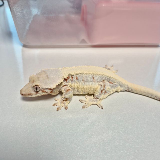 릴리화이트 트라이 드리피 화이트포트홀 레드 레이지