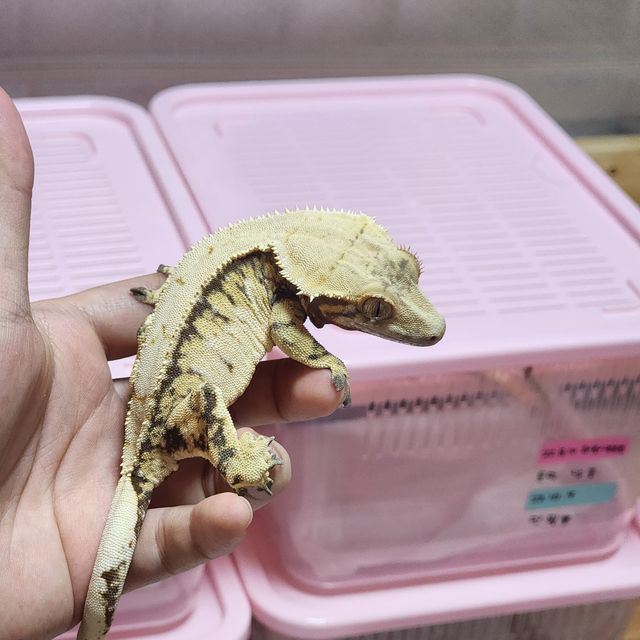 노멀 트라이 드리피 익스트림할리퀸 화이트포트홀 레이지
