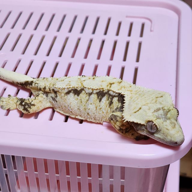 노멀 트라이 드리피 화이트포트홀 익스트림할리퀸