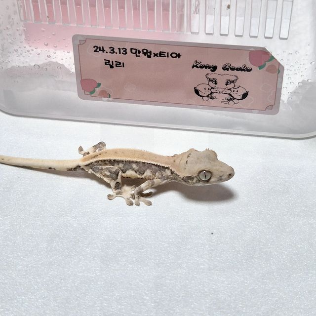 릴리화이트 트라이