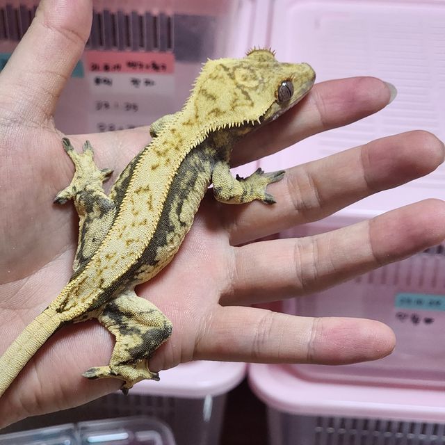 노멀 트라이 익스트림할리퀸 쿼드 풀핀 화이트포트홀