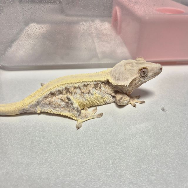 릴리화이트 트라이 드리피 솔리드백 화이트포트홀 레이지