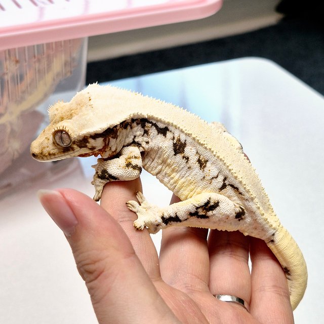 릴리화이트 트라이 솔리드백 드리피 화이트포트홀 레이지