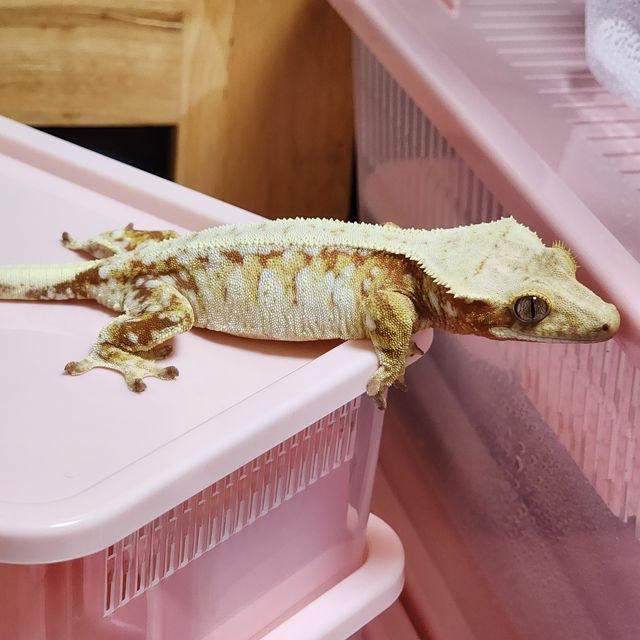 노멀 트라이 익스트림할리퀸 드리피 레드 레이지