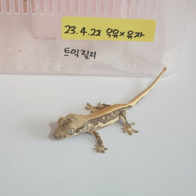 릴리화이트 트라이 솔리드백 화이트포트홀 화이트