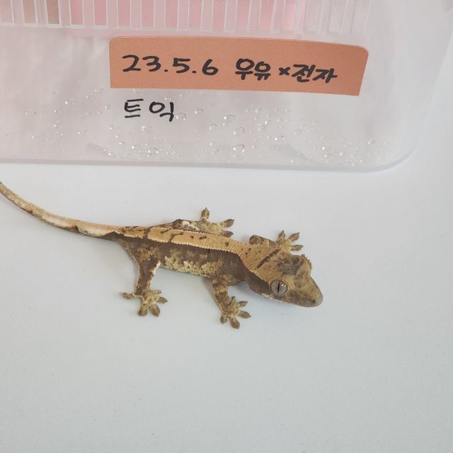노멀 트라이 익스트림할리퀸 화이트포트홀 화이트핀 레이지