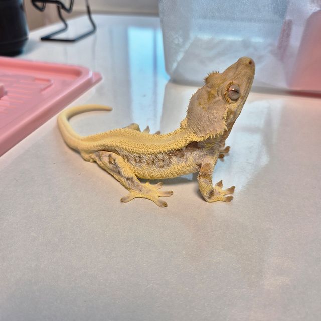 릴리화이트 솔리드백 드리피 화이트포트홀 레이지 트라이