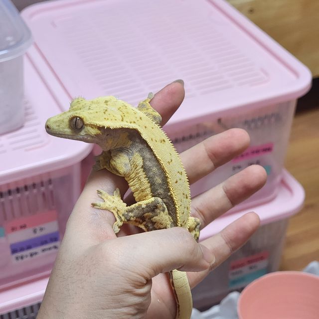 노멀 트라이 쿼드 화이트포트홀