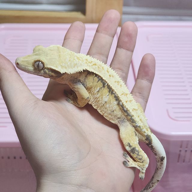 노멀 드리피 익스트림할리퀸 화이트포트홀 레이지