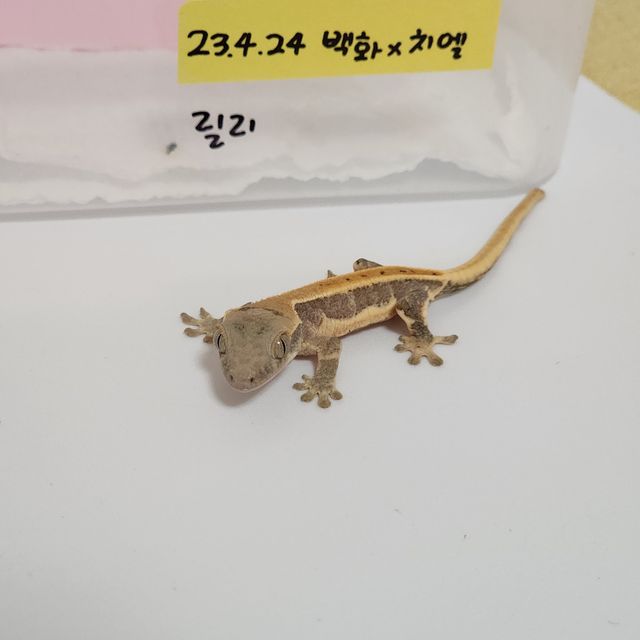릴리화이트 트라이 레이지 엑조틱
