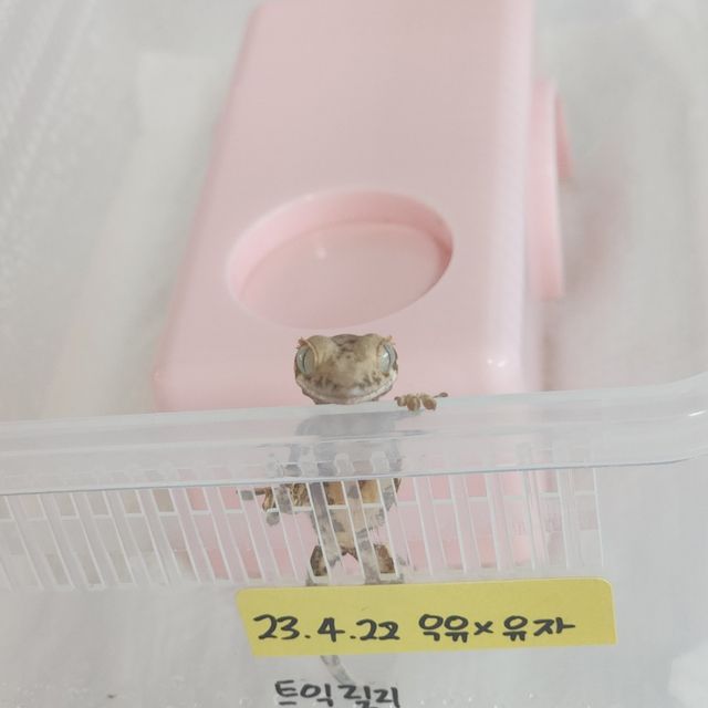 릴리화이트 트라이 솔리드백 화이트포트홀 화이트