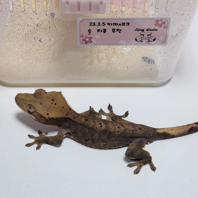 챠콜 알티 다크