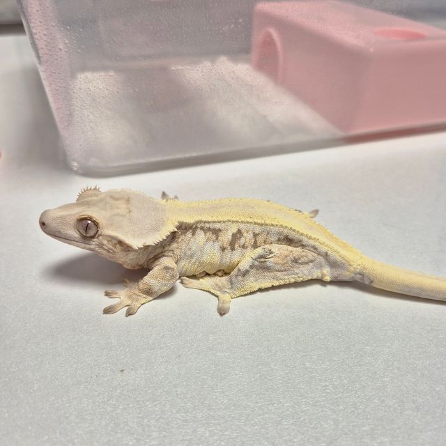 릴리화이트 트라이 드리피 솔리드백 화이트포트홀 레이지