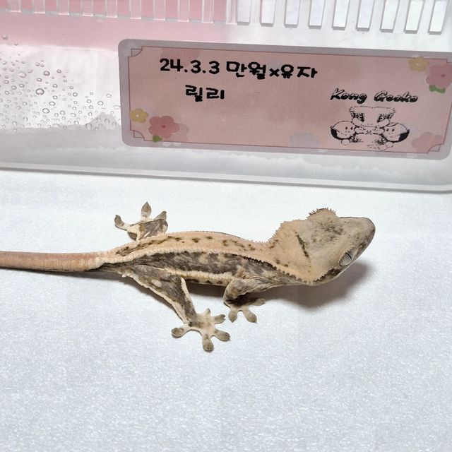 릴리화이트 엑조틱