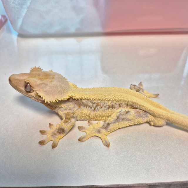 릴리화이트 솔리드백 드리피 화이트포트홀 레이지 트라이